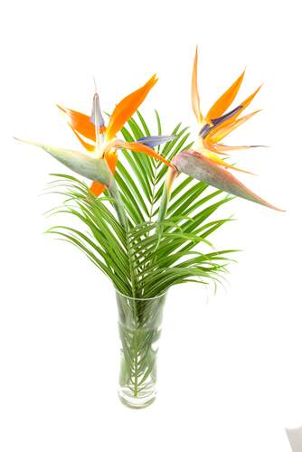 Bird of Paradise JMK Florist