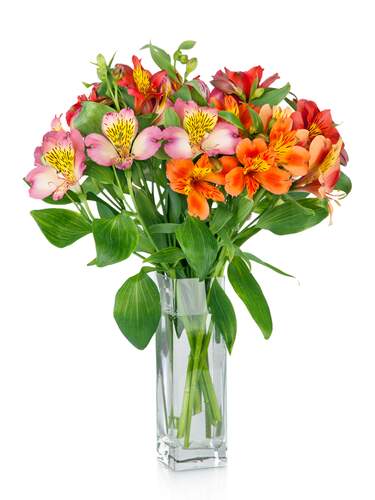 Rainbow JMK Florist