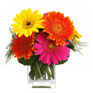 t fiesta gerbera 50 1 Copy